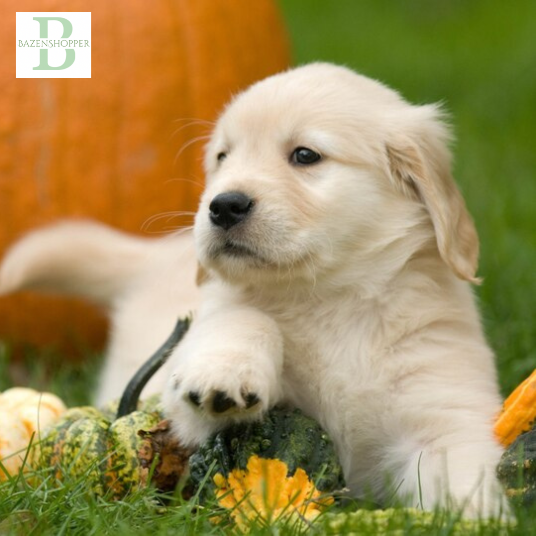 PET ESSENTIALS